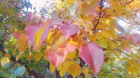 秋天树叶实拍4K视频