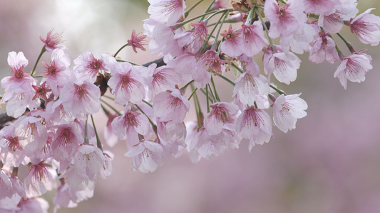 樱花视频