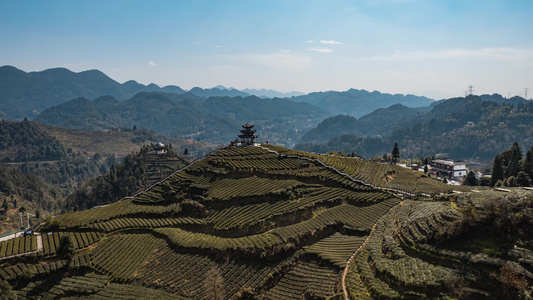 8K春天茶园茶山贡茶产地蓝天白云延时视频