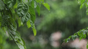 4K夏天雨季植物风摇空镜意境实拍视频30秒视频