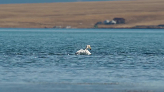 赛里木湖的天鹅视频