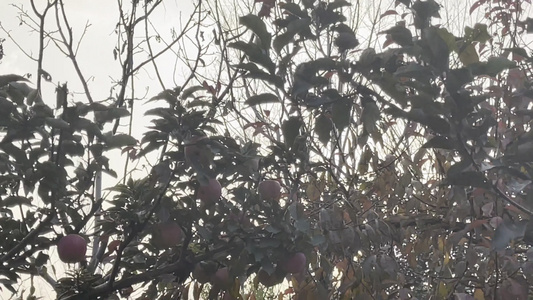 4k果树苹果采摘园摘苹果视频