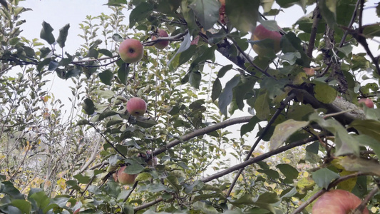 4k果树苹果采摘园摘苹果视频