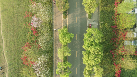 4K公园踏青花卉人流航拍视频