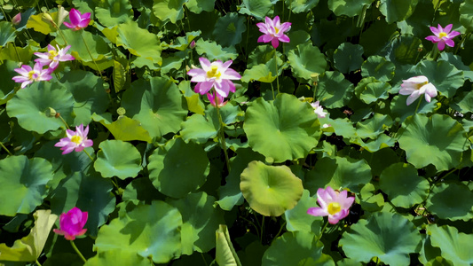 4K航拍池塘夏日荷花视频