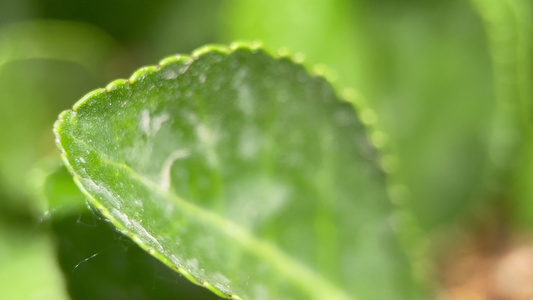 4k实拍春季树木开花结果 视频