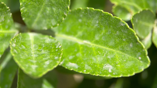 4k实拍春季树木开花结果 视频