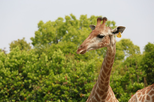 上海野生动物园长颈鹿散步吃草81秒视频