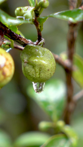 实拍茶园茶果茶树上的水滴特写下雨天的茶园特写视频