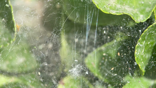 4k蜘蛛网昆虫树叶视频