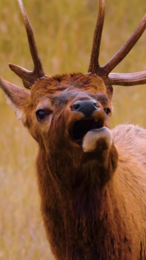 野生动物麋鹿驯鹿鹿秋季动物57秒视频