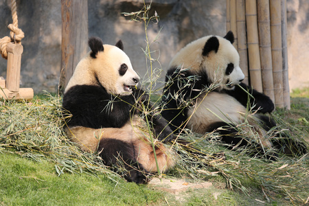 上海野生动物园两只熊猫在玩耍吃竹子视频