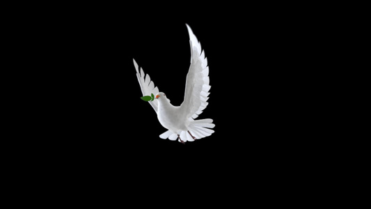 和平鸽叼橄榄枝循环动画视频