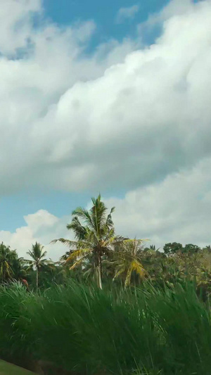 印尼小镇椰树林小道行车视角印度尼西亚49秒视频
