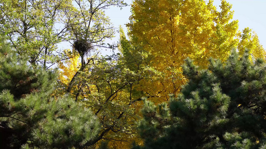 鸟巢树木树叶风景自然风光绿叶视频
