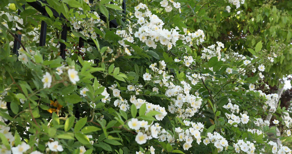 木棉花视频