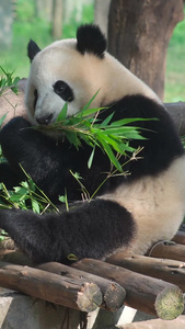 动物园熊猫吃竹子睡觉流口水视频