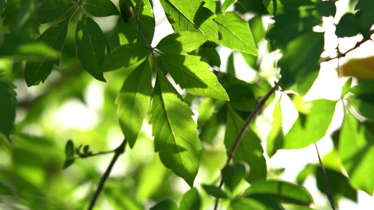 4K夏天绿色植物空镜夏季意境实拍视频视频