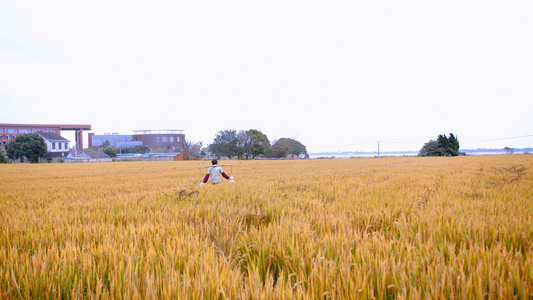 4K实拍挑着农作物的老人走在丰收的稻田间背影视频