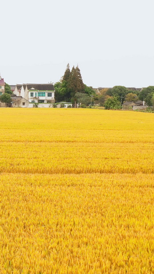 航拍村庄秋收稻田金灿灿的水稻视频素材41秒视频