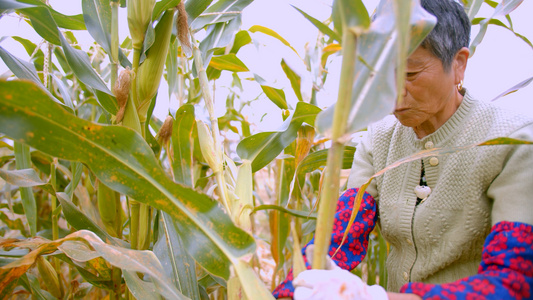 4K实拍掰玉米的老人视频素材视频