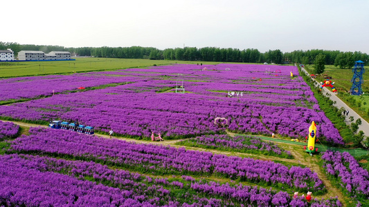 航拍红油菜花视频