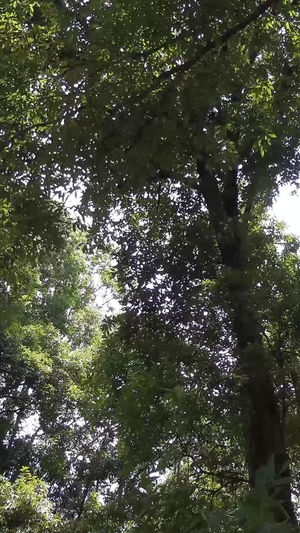 百年古树林古树名木44秒视频