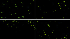 一组绿叶粒子漂浮动画12秒视频