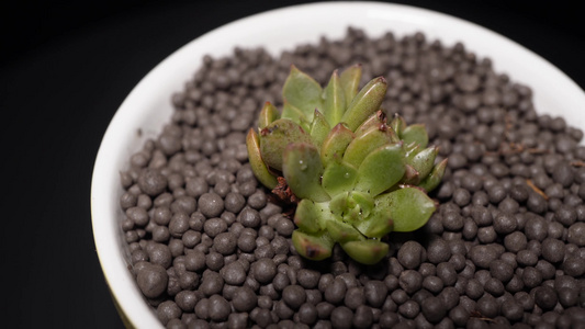 奥利维亚多肉植物盆栽绿植视频