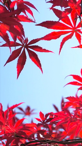 实拍秋天风景红色枫叶枫树叶视频