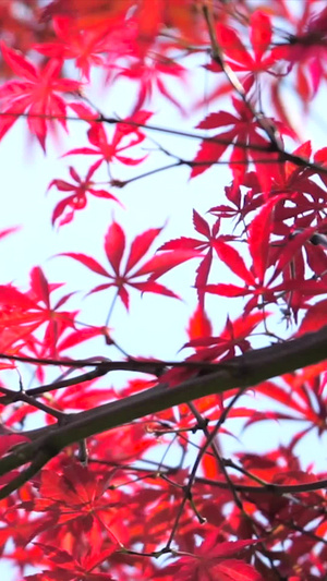 实拍秋天风景红色枫叶枫树叶25秒视频
