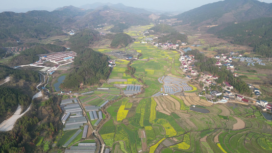 美丽乡村农业种植油菜花农作物航拍 视频