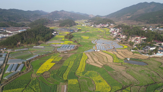 美丽乡村农业种植油菜花农作物航拍 视频