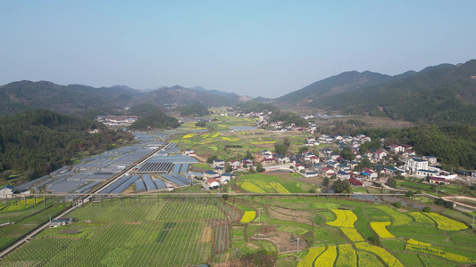 美丽乡村农业种植油菜花农作物航拍 视频