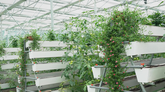 4K现代化室内钢架温室大棚西红柿种植实拍视频视频