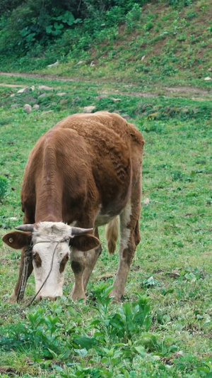 牛儿惬意草坪吃草实拍视频29秒视频