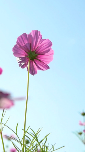 格桑花大自然53秒视频