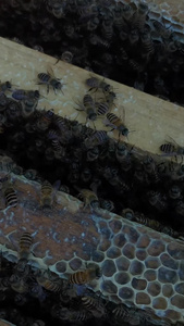 勤劳的蜜蜂视频