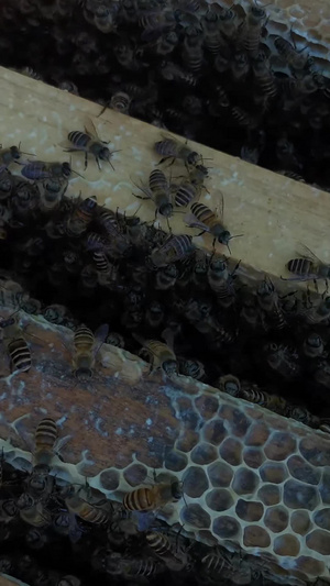 勤劳的蜜蜂13秒视频