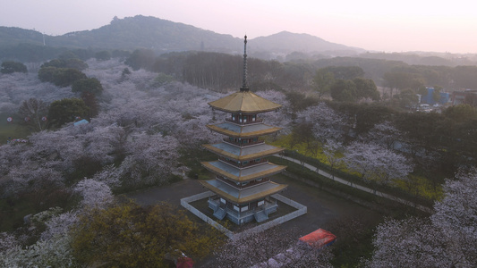 环绕航拍春天樱花季城市地标樱花园4k素材视频