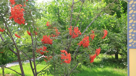 花园绿化花草植物视频