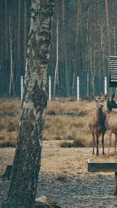 动物园麋鹿觅食野生动物视频