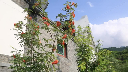 花园绿化花草植物视频