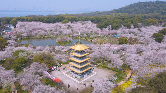 航拍武汉东湖樱园春天花期盛开的浪漫樱花全景4k素材视频