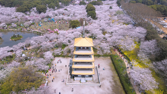 航拍春天樱花季日式建筑五重塔前盛开的樱花4k素材视频