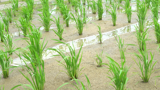 田地里刚种植的水稻 合集视频