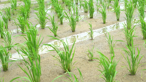 田地里刚种植的水稻 合集87秒视频