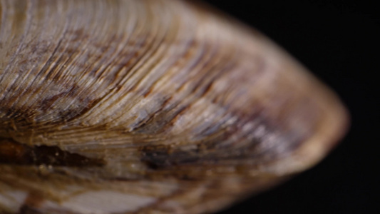 白贝蛤蜊花甲蚬子视频