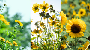 黄色向日葵小野花小雏菊8秒视频