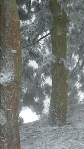 行走在庐山景区树林雪地里的女生冷空气视频